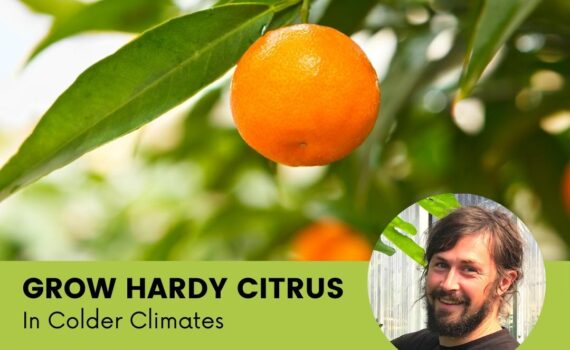 NAFEX Grow Hardy Citrus - Image of Mandarin Orange on Tree