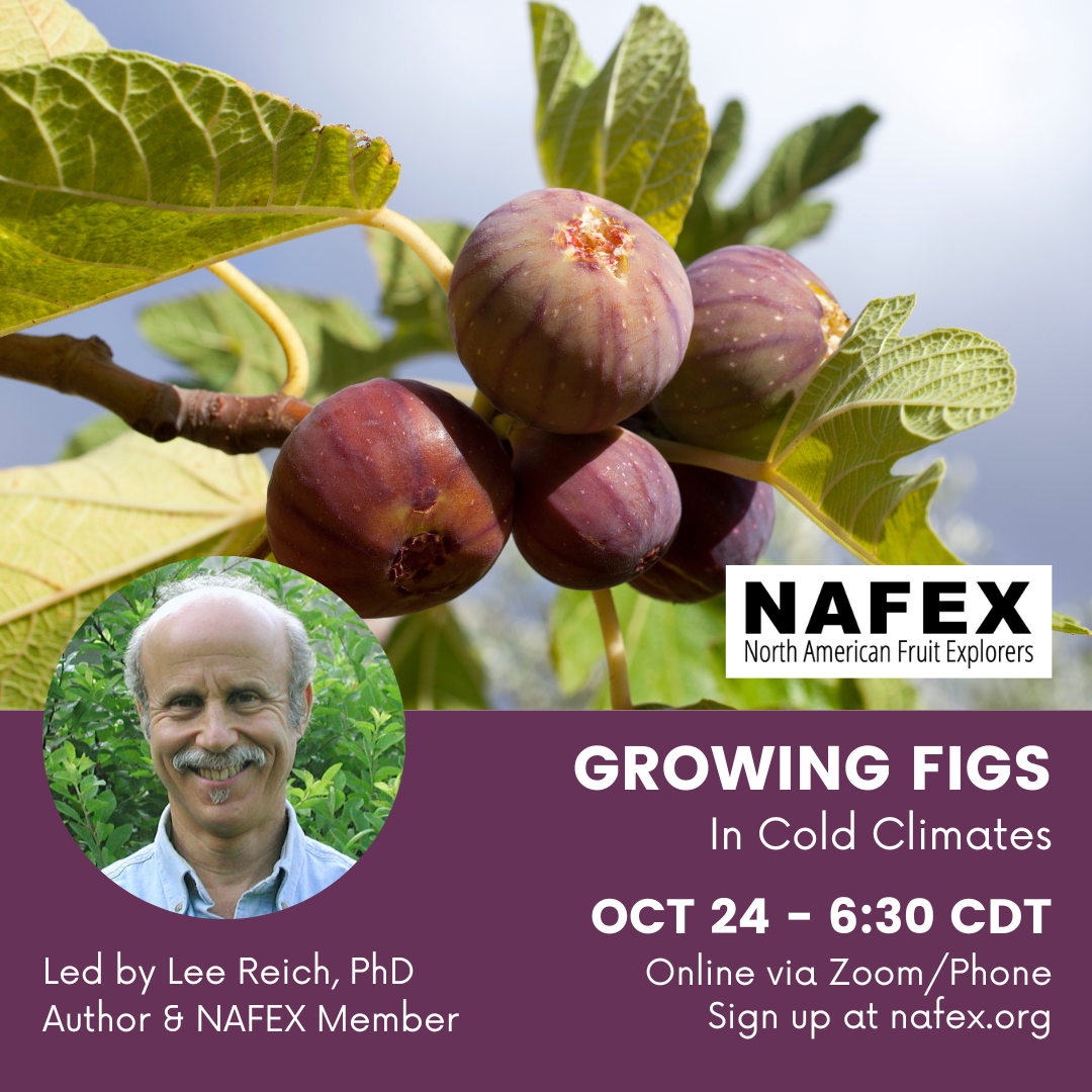 Bunch of purple figs on a tree with green leaves