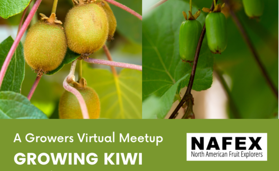 Two images of kiwi fruit hanging from vines