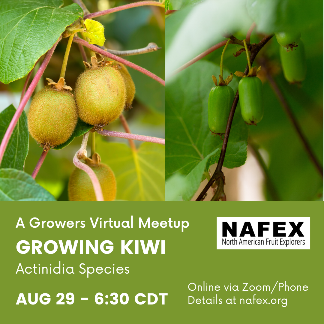 Two images of kiwi fruit hanging from vines