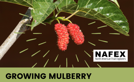 Two red mulberries hanging on a branch