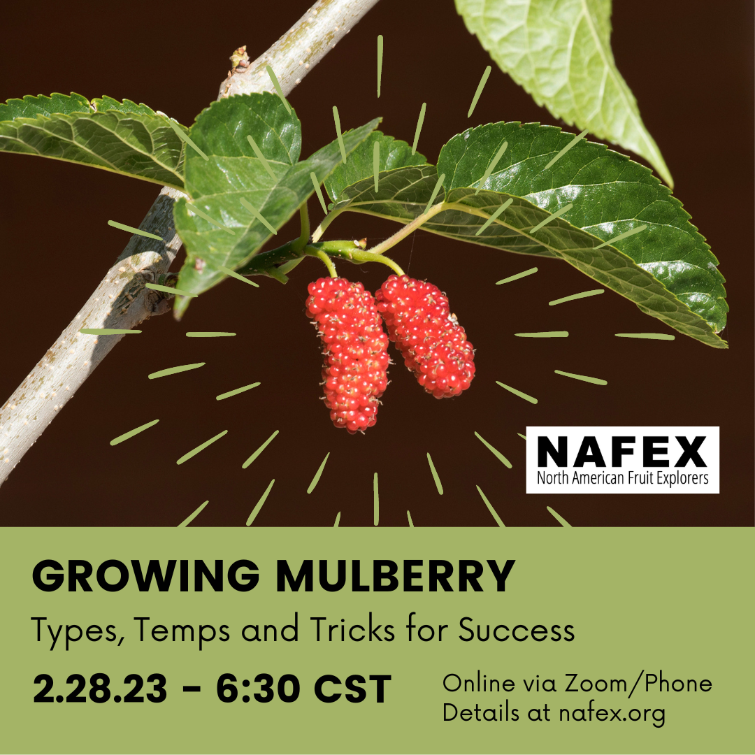 Two red mulberries hanging on a branch