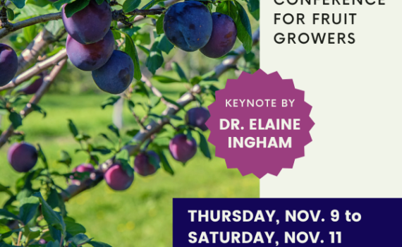 Plums hanging on branches in an orchard with green grass