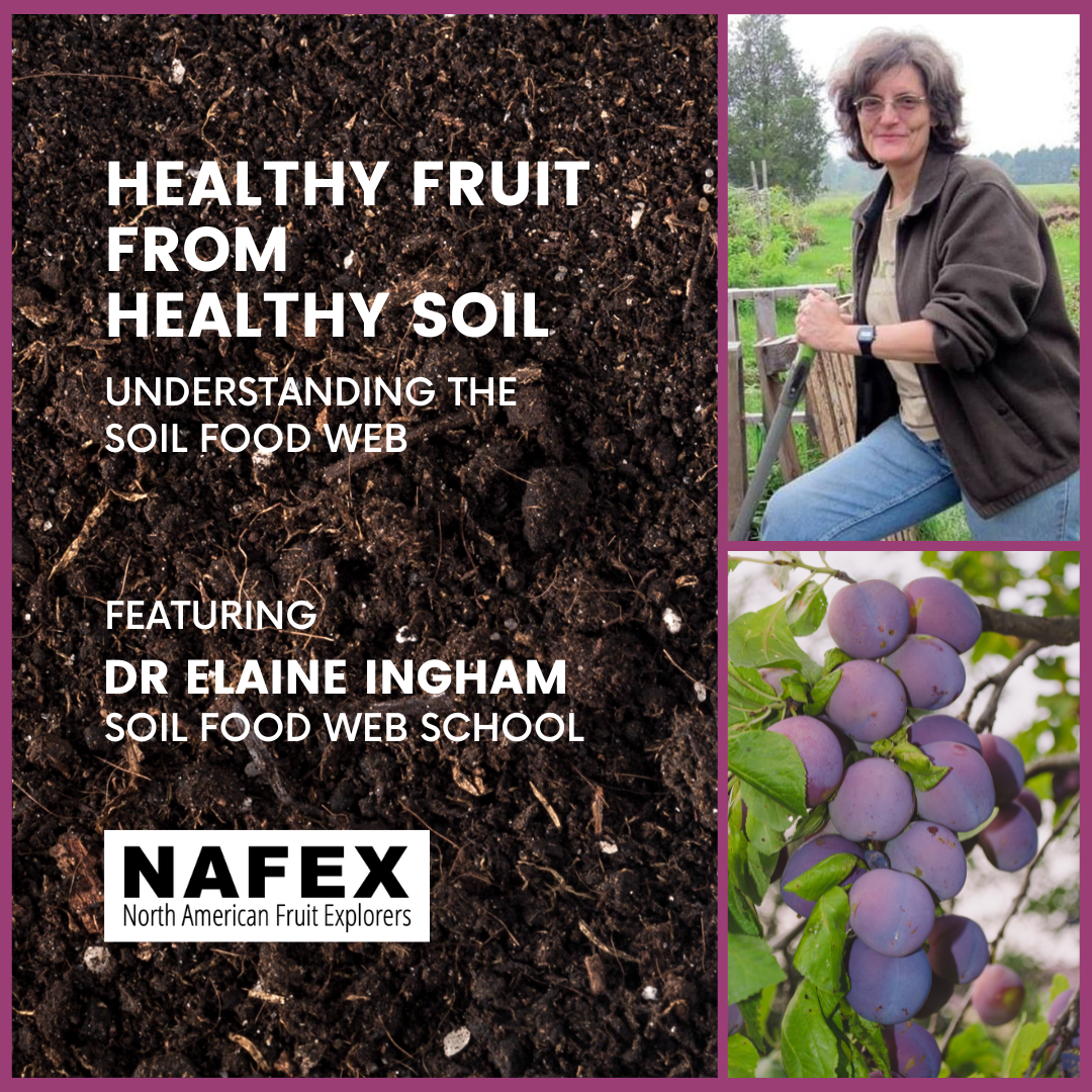 Dark brown soil, Dr. Elaine Ingham leaning on a fence, purple plums on a branch