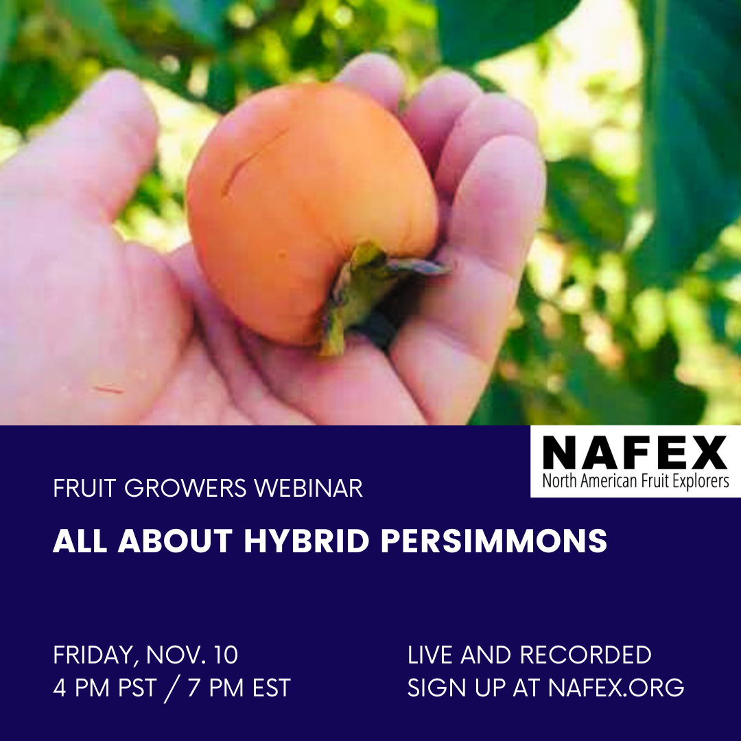 Hand holding a persimmon fruit